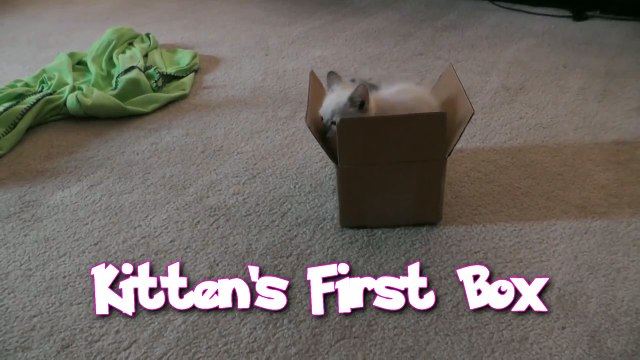 Quand mon chat rencontre une boite