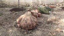 Hatay 23 Kilo Ağırlığında Patates Yetiştirdi