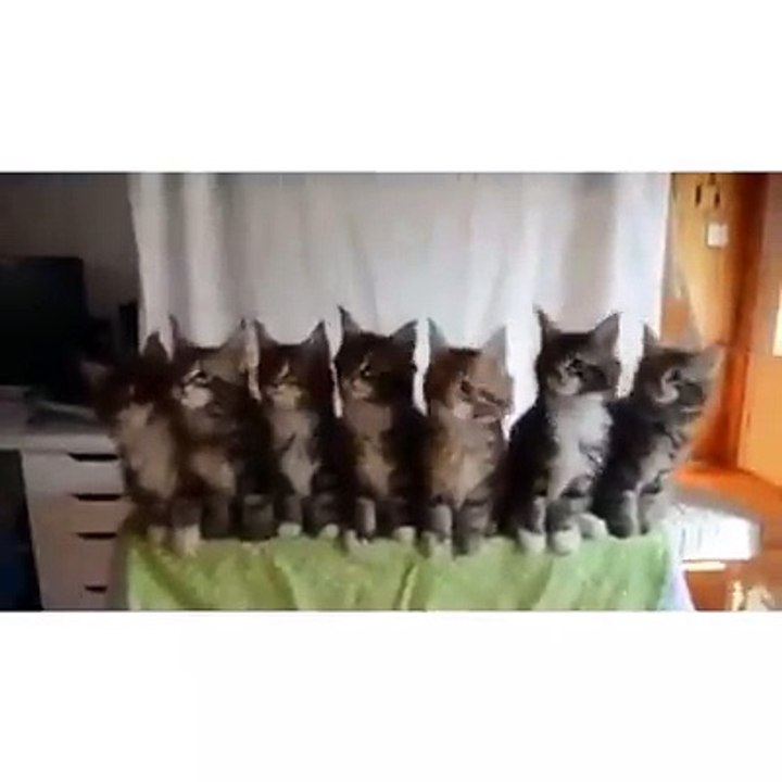 nice & lovely cats