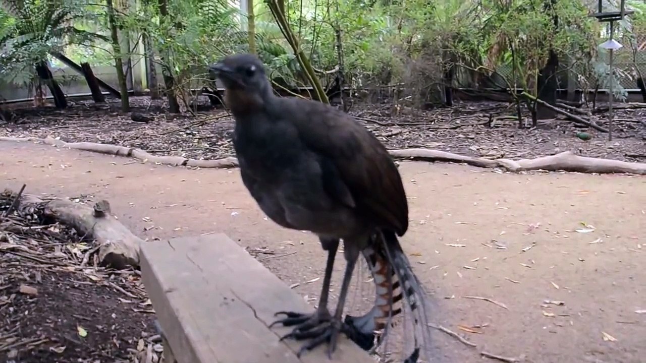Un oiseau qui imite les bruits de lazer