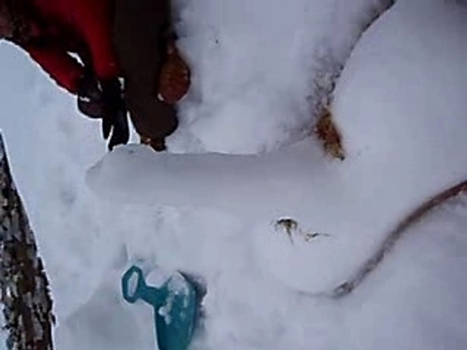 Bite-de-neige