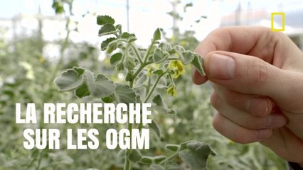 OGM pourront-ils nous sauver d'une crise alimentaire ? [National Geographic]