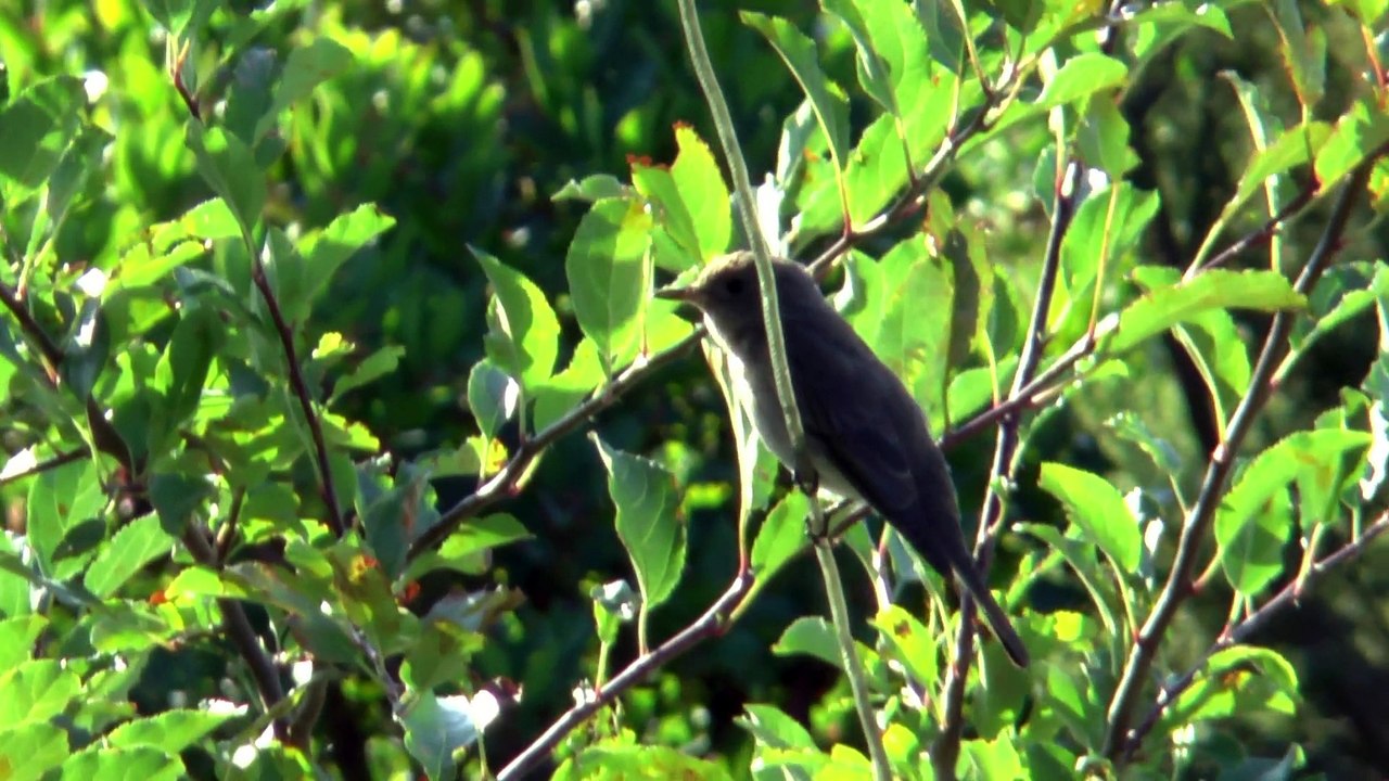 Le premier envol d'un Gobe-Mouches gris