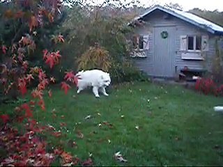 2014 11 13b jeux de chiens