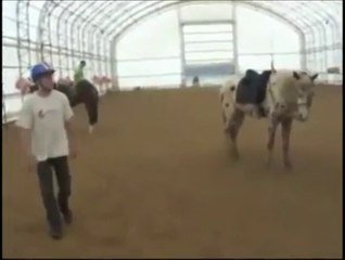 Une bonne leçon d'équitation