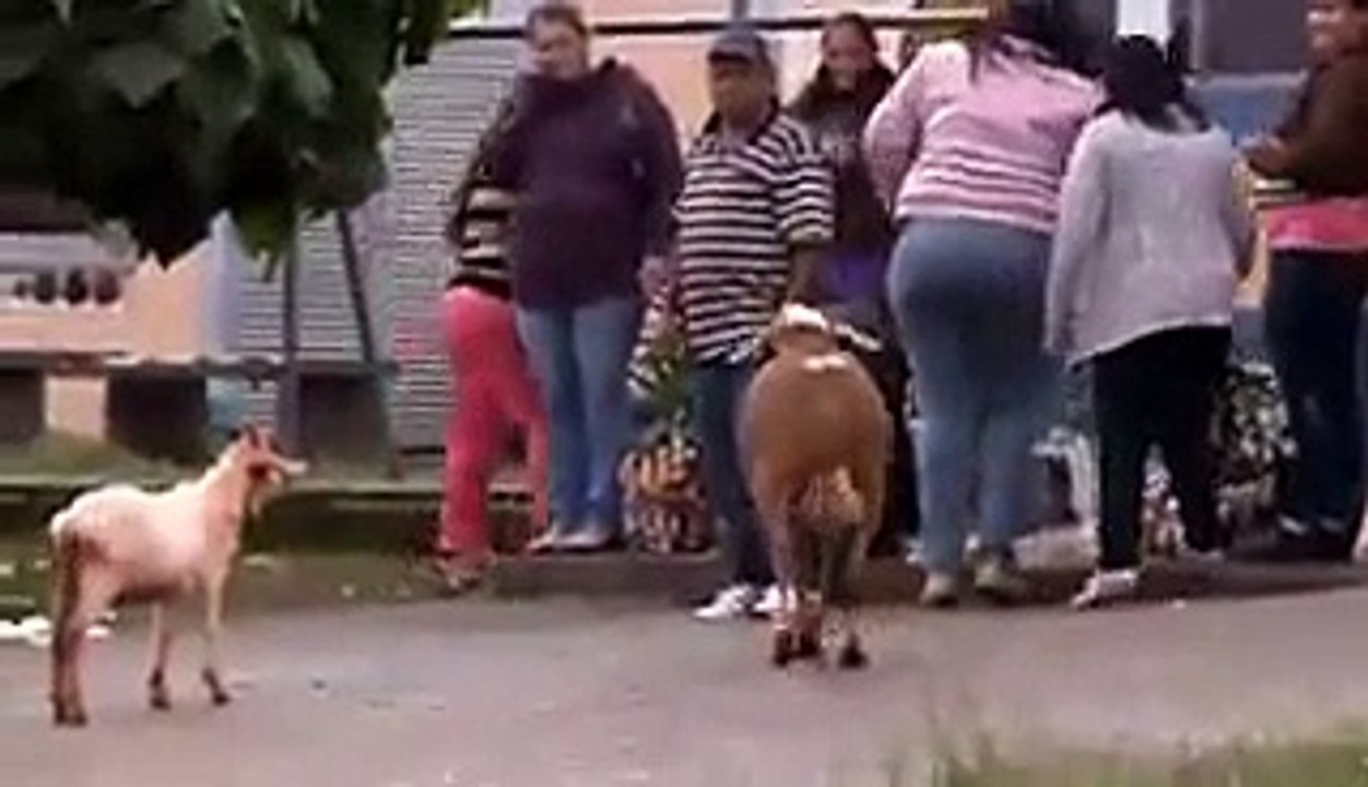 Bode maluco