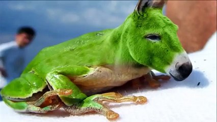 Birbirinden İlginç 10 Hayvan Montajı