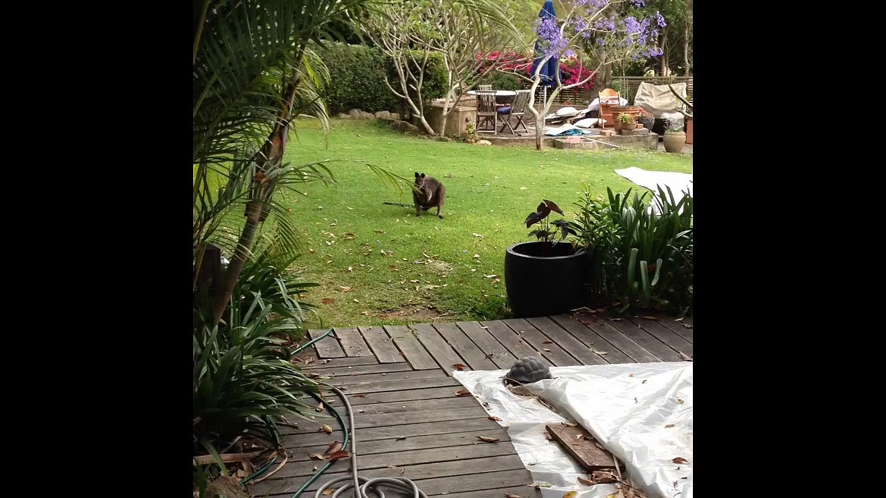 Wallace the Wallaby
