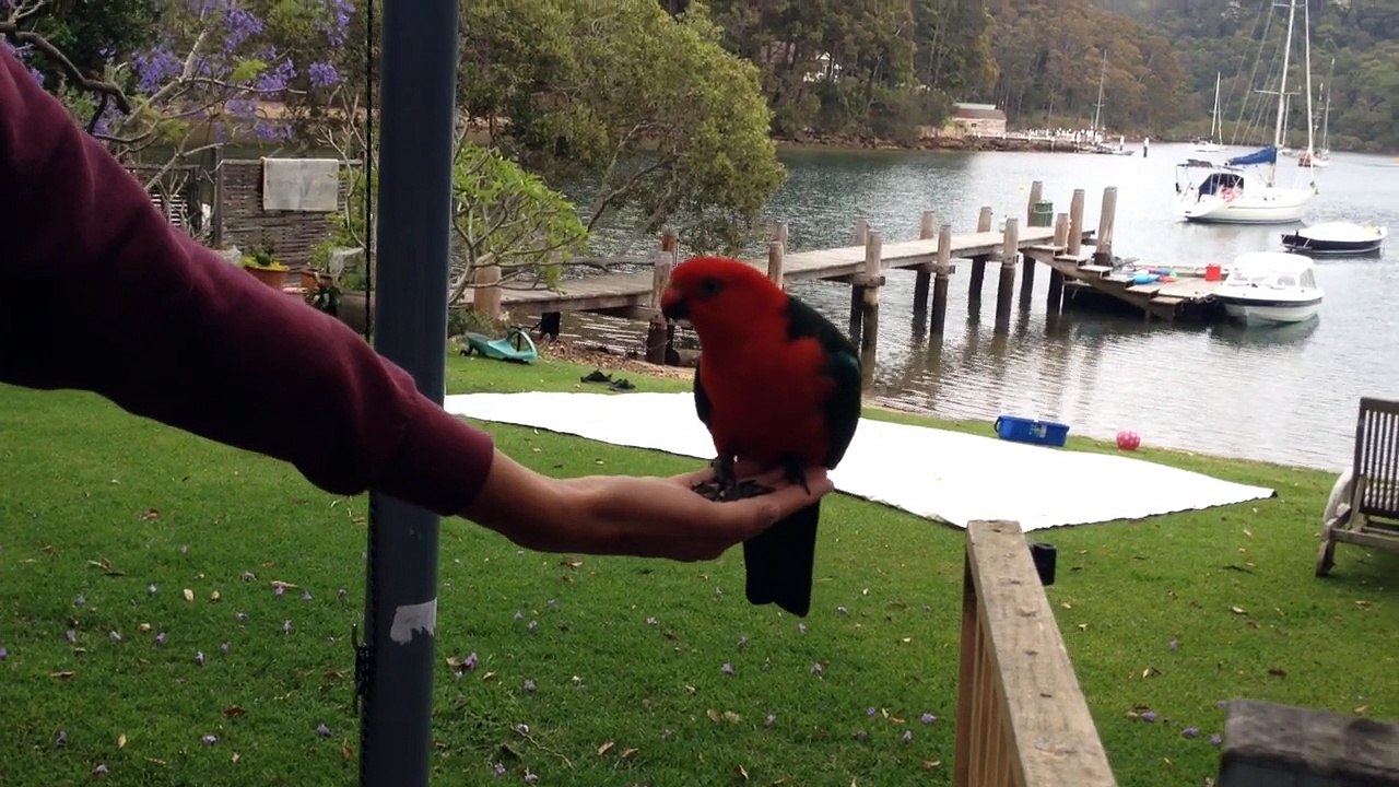King parrot