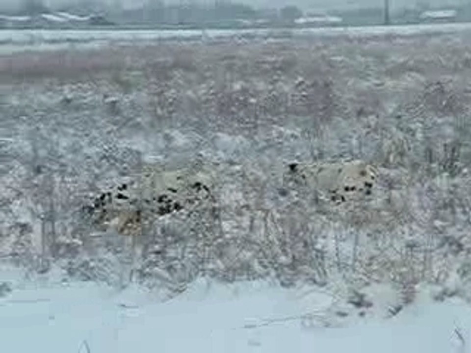 Dalmatiens dans la neige