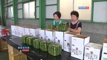 Square watermelons Japan.