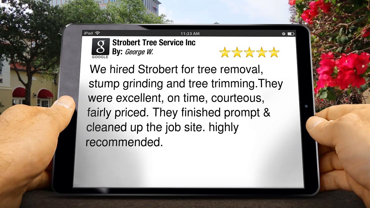 Strobert Tree Service Inc Wilmington         Remarkable         5 Star Review by George W.