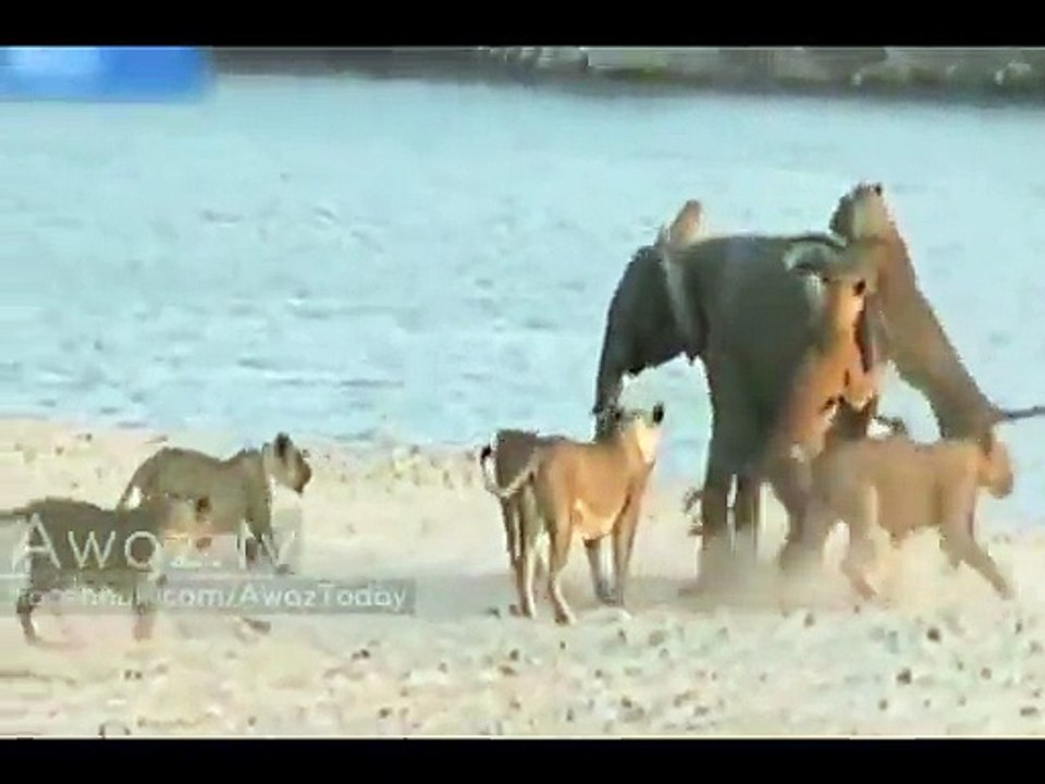 Young elephant fight off 14 lions