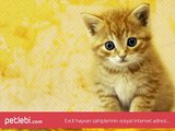 Kedi İlanları Trabzon