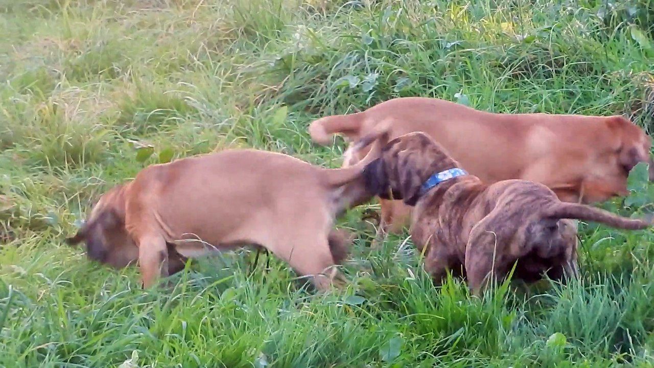 JUANGO, JACAREÏ & JALDEÏA  FILA BRASILEIRO