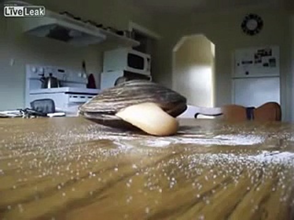 So impressive : a Clam Licks Salt On a Table ith his giant tongue!