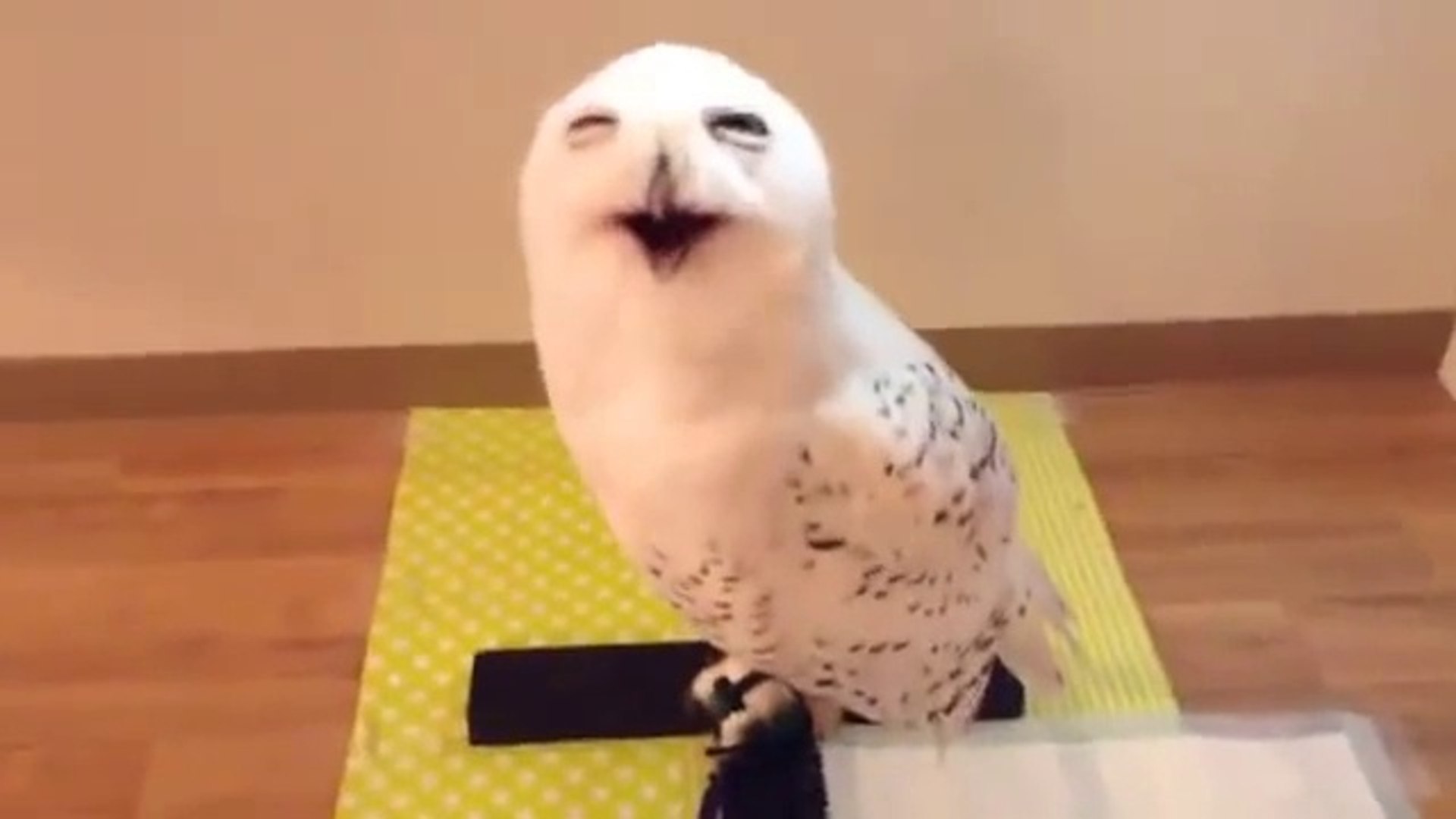 Une Chouette Fait La Tete La Plus Drole Jamais Vue Trop Mignon Video Dailymotion