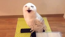 Cutest owl ever with hilarious face!