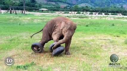 2 min de pur bonheur à regarder ce bébé éléphant jouer!