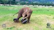 So cute Clumsy Baby Elephants : 2 min of pure happiness!