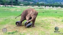 So cute Clumsy Baby Elephants : 2 min of pure happiness!