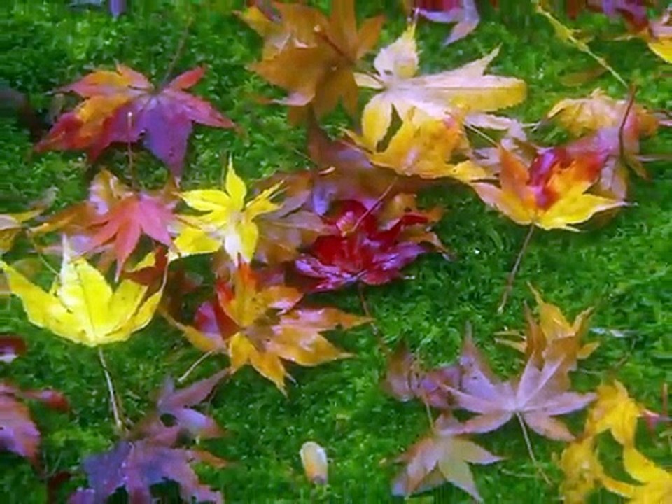 Www - Full Video - WWW-World Wide Wedding - A. H. Babu