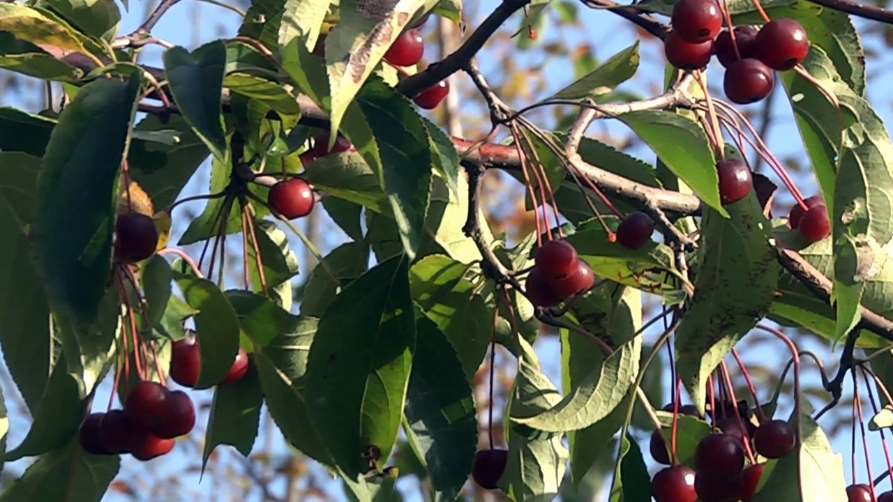 Le Domaine de la Souloire