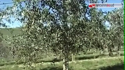 TG 13.11.14 Olio, raccolta a picco ma salgono i prezzi