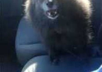 Lucy Describes Her Trip to the Vet