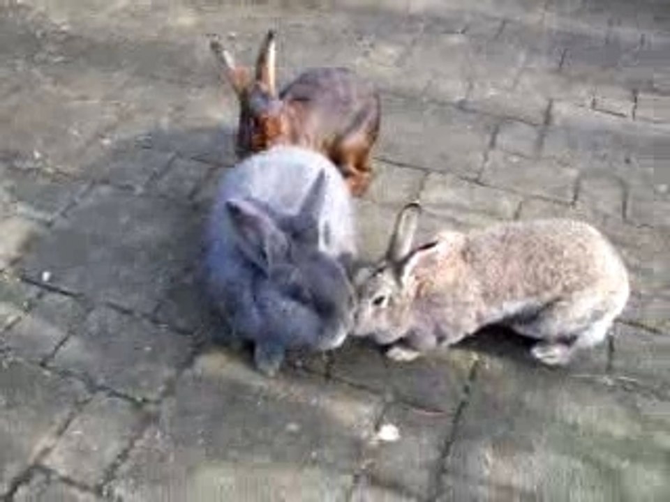 Our rabbits I