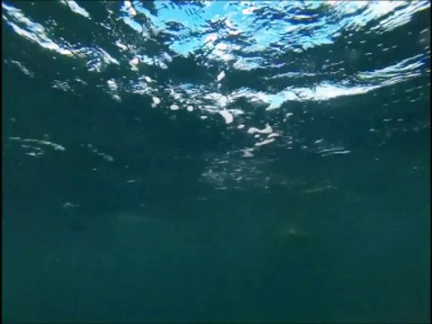 Un requin-marteau qui tape sur les nerfs