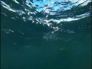 Un requin-marteau qui tape sur les nerfs