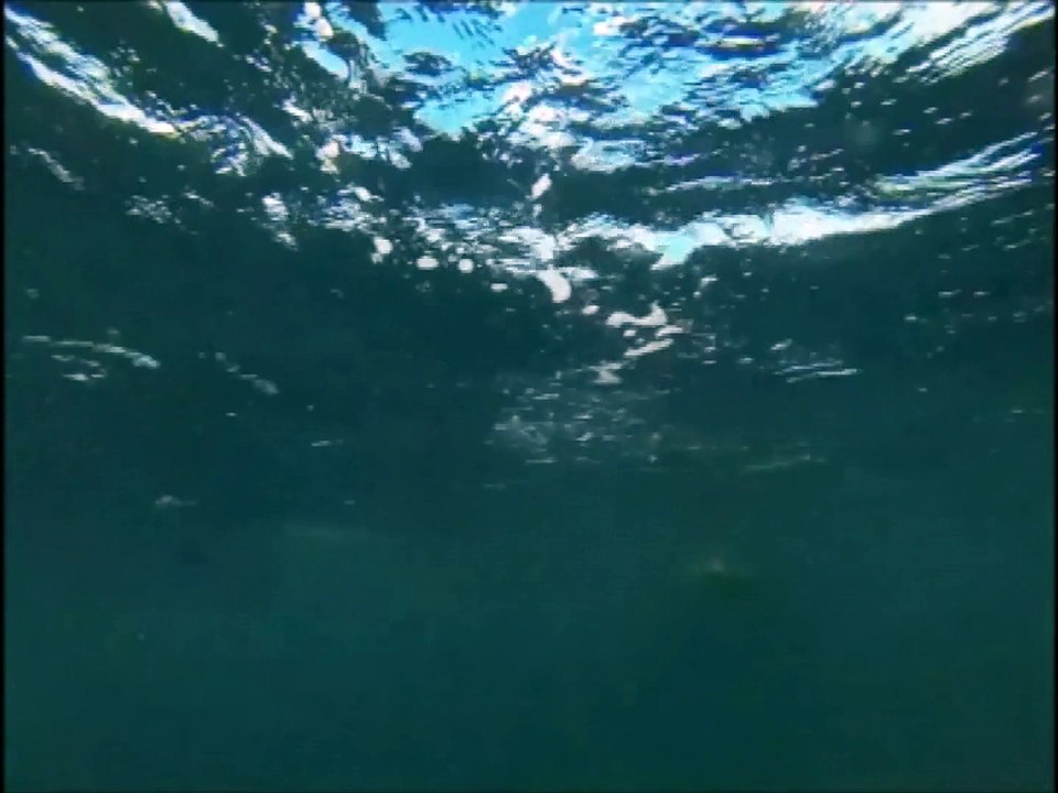 Un requin-marteau qui tape sur les nerfs