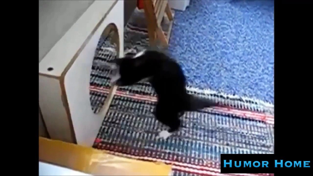 Animal Humour Compilation Funny Animals