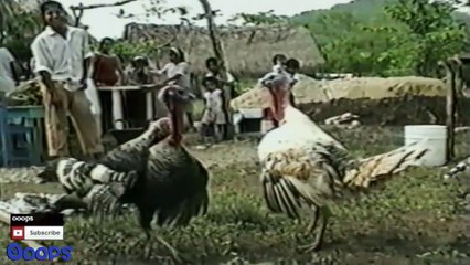 Funny Animals Animal Fights Caught On Tape