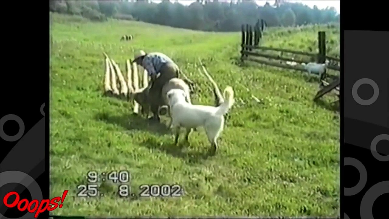 Funny Animals Sheep Rider Falls Off