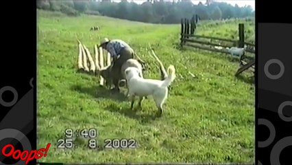 Funny Animals Sheep Rider Falls Off