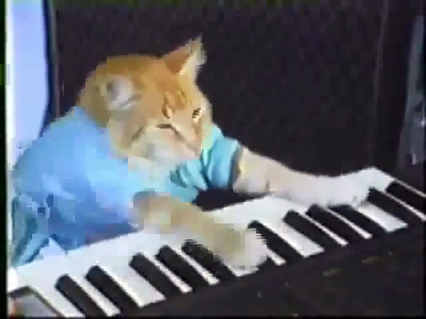 FUNNY VIDEOS Funny Cats Funny Cat Videos Funny Animals
