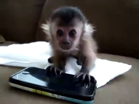 New Animal Funny Videos 2014 Baby Monkey Nalas Iphone ! Funny Videos
