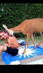 New Animal Funny Videos 2014 Oh Deer Funny Videos