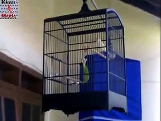 White Canary Bird AF ~ Best Funny Animals 2014