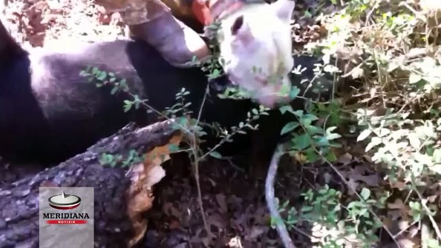 Maltrattamento animali, sgominata banda che addestrava cani a combattere contro cinghiali