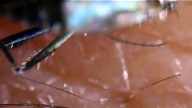 Aedes Aegypti, le moustique Dengue en action