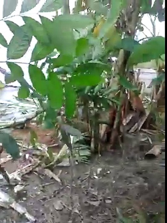Shocking Land slide Video