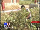 Unseasonal rains cause damage to cotton crops, worries farmers in Amreli - Tv9 Gujarati