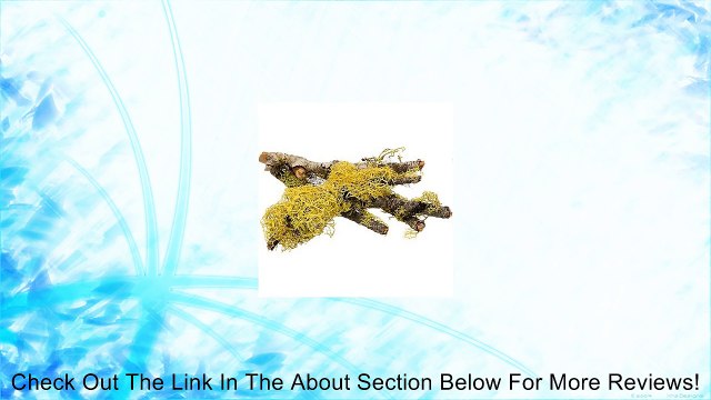 T-Rex Terra Accents Lichen Sticks Review