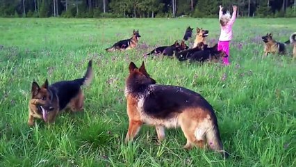 14 alman köpeği ve sevimli kız