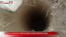 Kuyuya düşen fareyi kurtarma operasyonu