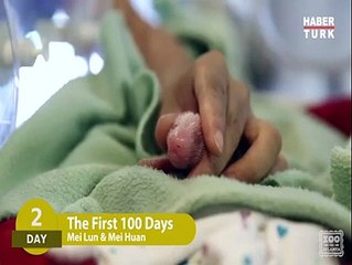 Bu yavru pandaların inanılmaz değişimi izleyenleri büyüleyecek