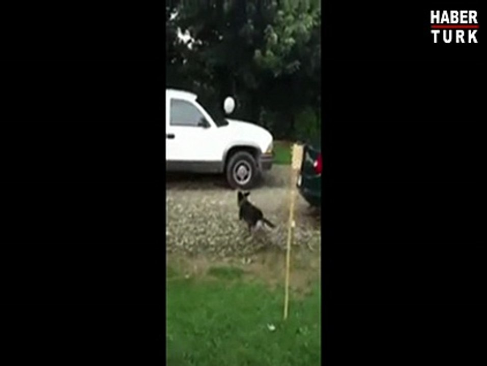 Çocuklar gibi balonla oynayan köpeğin keyifli anları